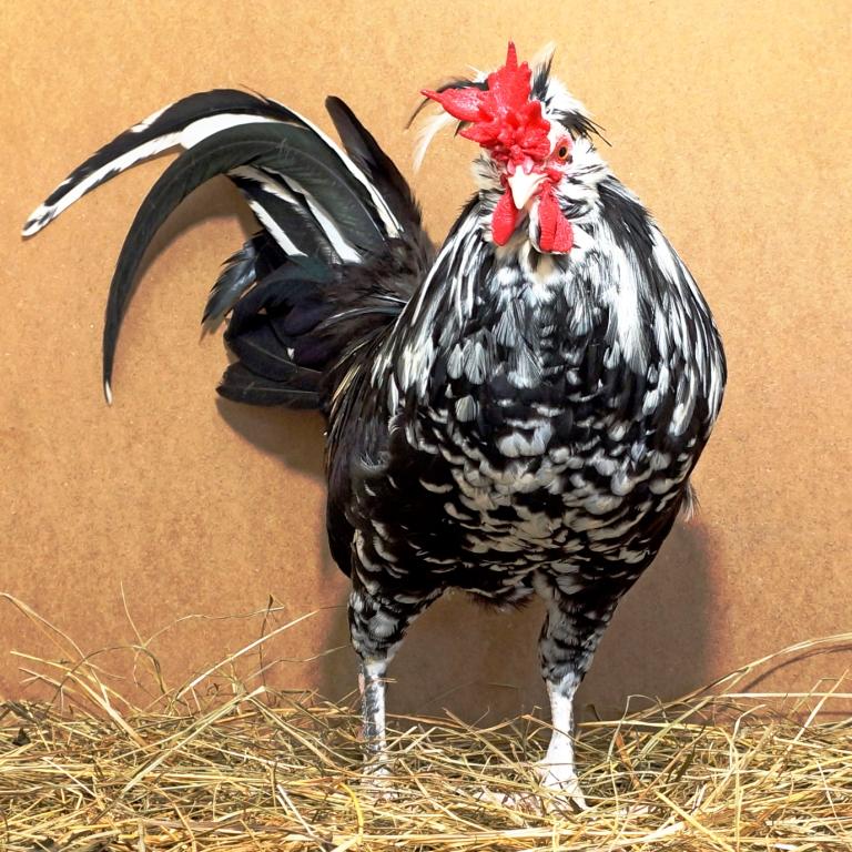 королевская курица - порода кур, купить яйцо, цыплят 8-905-737-10-30