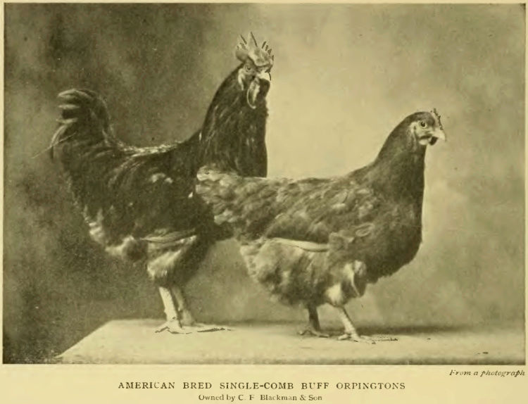 Орпингтон купить цыплят инкубационное яйцо редкие окрасы
