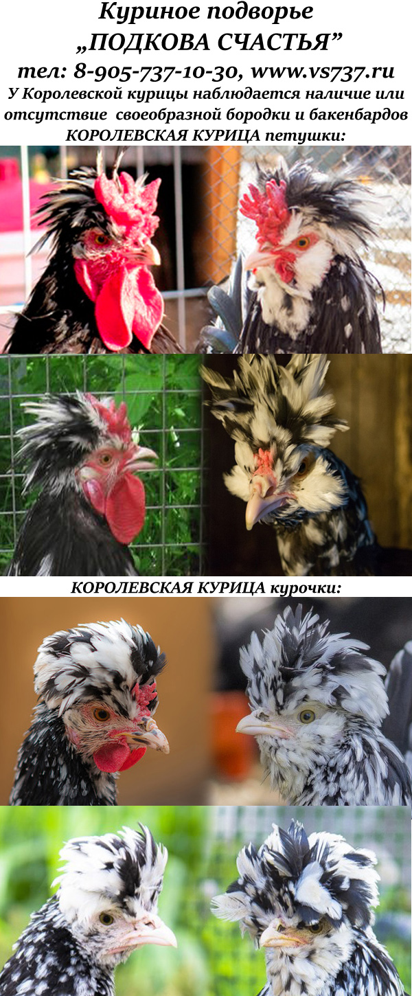 порода королевская курица купить 8-905-737-10-30