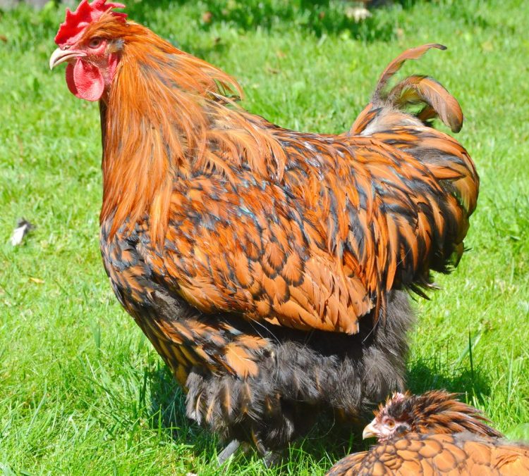 Кучинская юбилейная: описание породы, отличия петуха от курицы